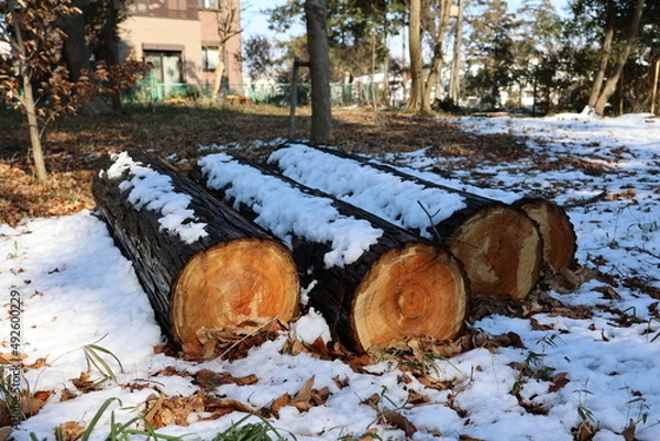 Fototapeta 雪が積もった丸太