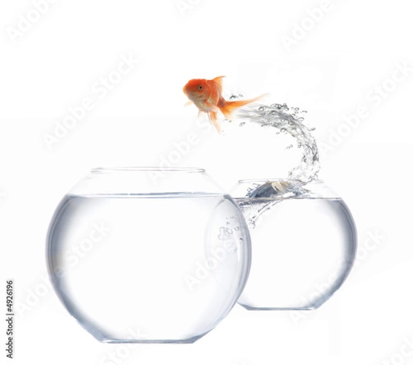 Obraz Jumping goldfish
