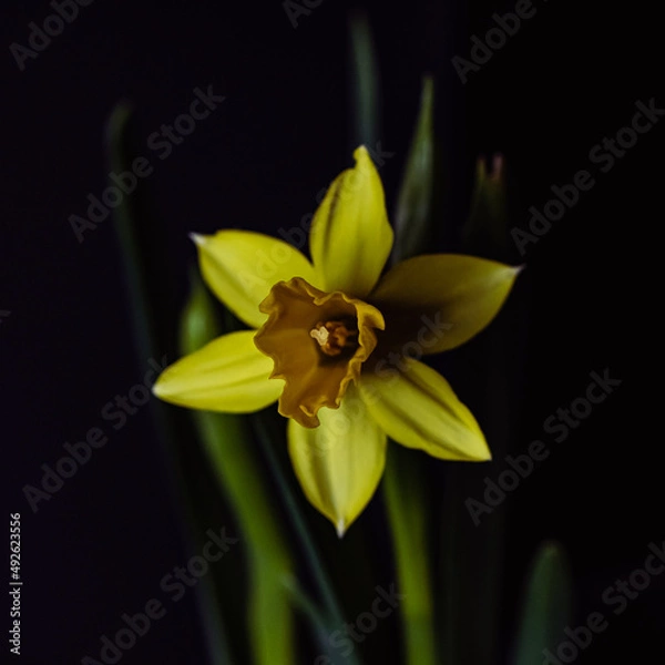 Obraz gelbe Narzisse