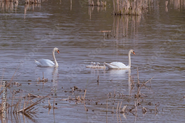 Obraz A family of mute swans and  cygnets