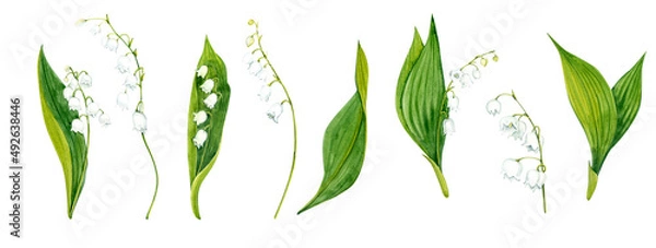 Obraz Watercolor clip art 8 elements. Lilies of the valley. Branches and leaves. White spring flowers.