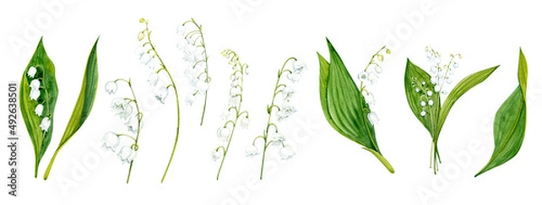 Obraz Watercolor clip art. Lilies of the valley. Twigs and leaves. White spring flowers.