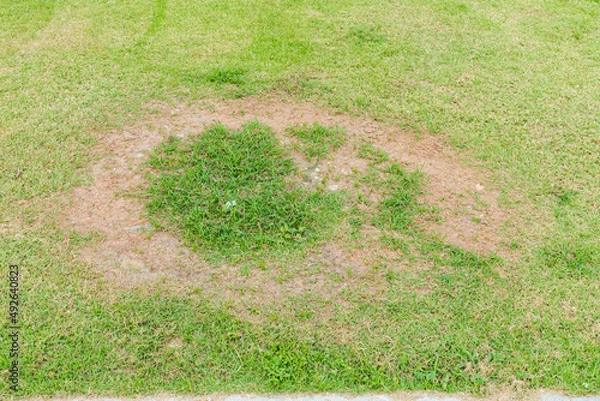 Fototapeta A patch is caused by the destruction of fungus Rhizoctonia Solani grass leaf change from green to dead brown in a circle lawn texture background dead dry grass. Dead grass of the nature background.
