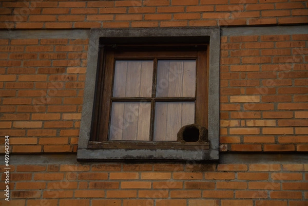 Fototapeta Window bird