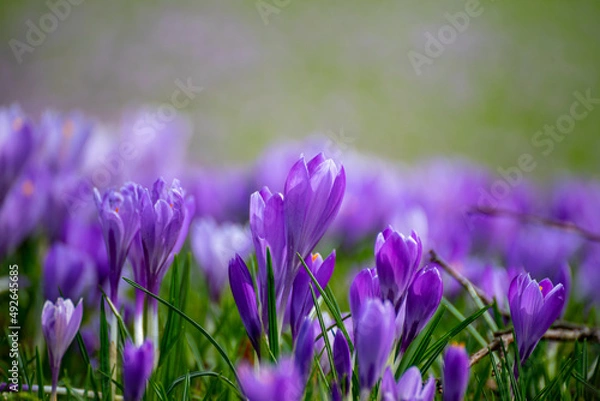 Fototapeta Krokusse