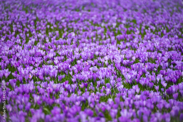 Obraz Krokussblüte in Husum