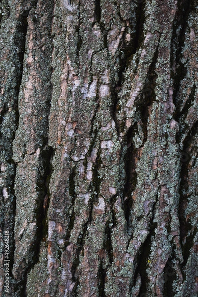 Fototapeta Bark of a tree. Bark tree texture. Bark pattern