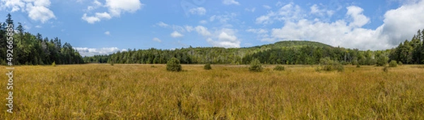 Obraz Sunny, panoramic view of the hidden marsh or fen at Mountain Top Arboretum, Tannersville, New York, USA