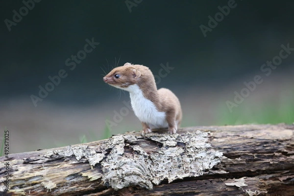 Fototapeta Stoat