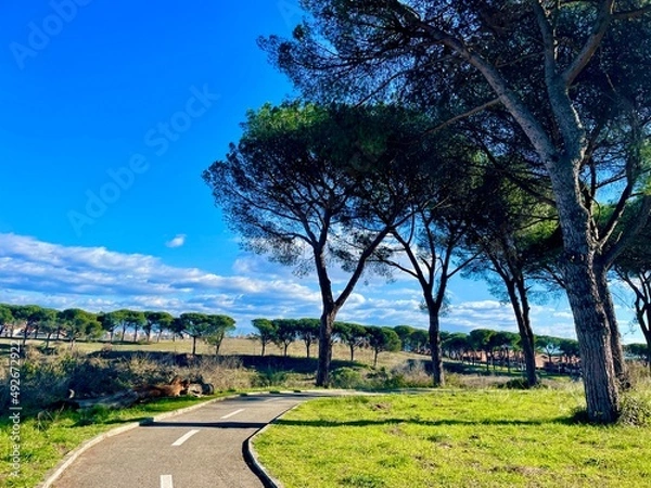 Fototapeta trees in the park