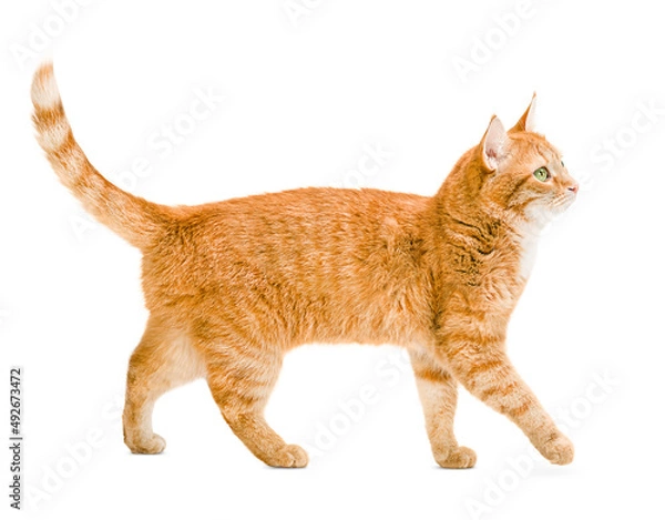 Fototapeta Ginger Cat idzie na białym i odizolowanym tle