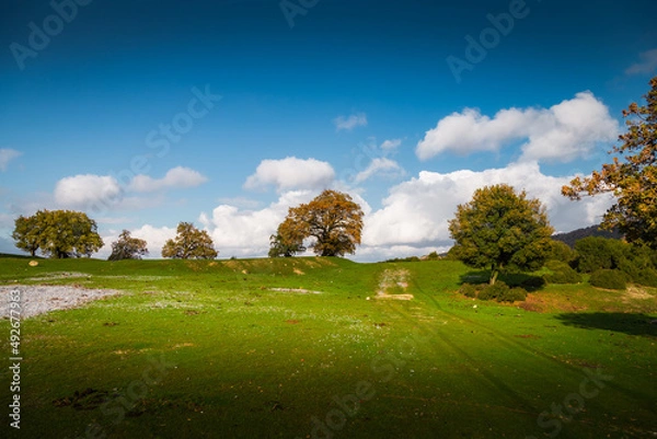 Fototapeta autumn landscape with trees