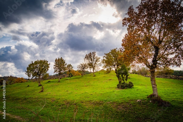 Fototapeta landscape with trees