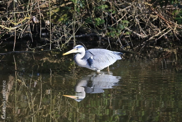 Obraz Grey heron