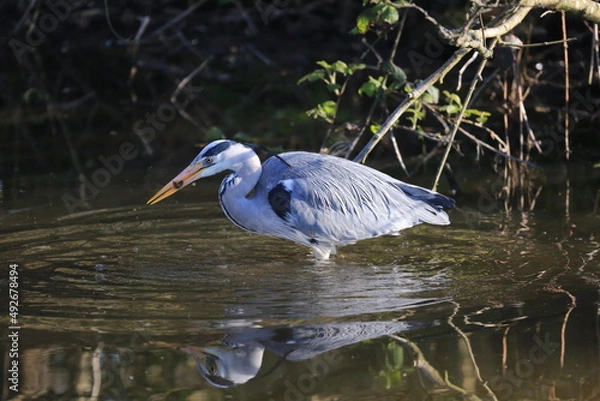 Obraz Grey heron with fish