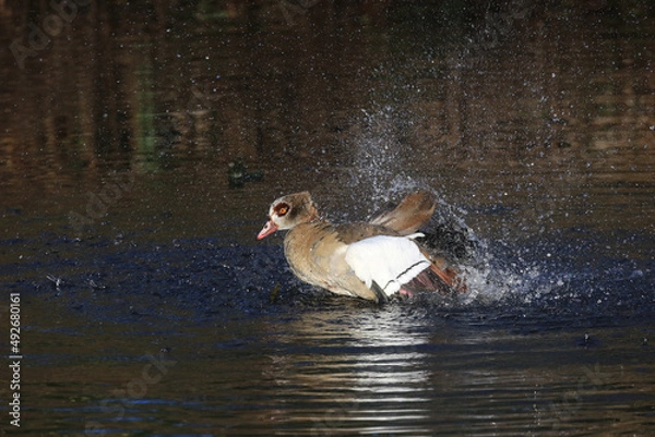 Fototapeta Egyptian goose splashing
