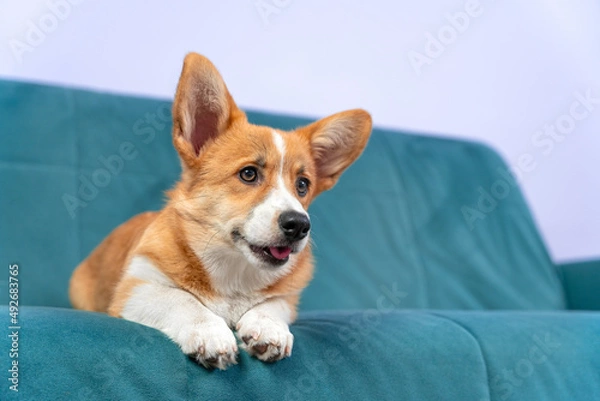 Fototapeta Portrait of puppy corgi lying on blue textile sofa. Happy and funny brown ginger dog relaxing at home. Close up, copy space.