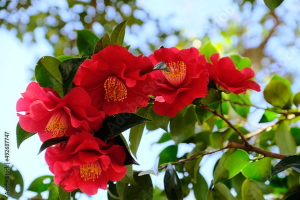 Fototapeta 春爛漫