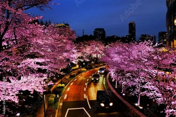 Fototapeta 春爛漫