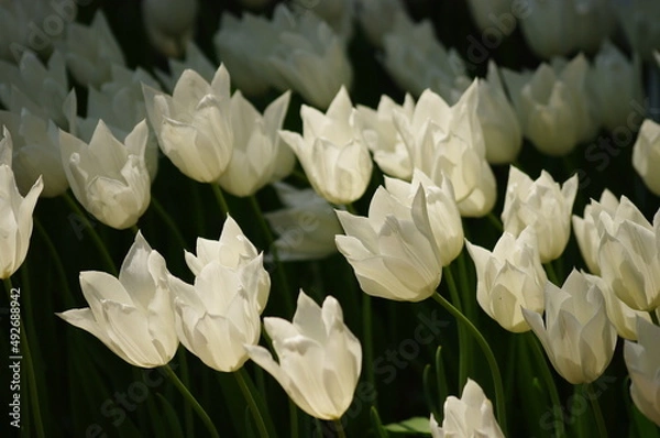 Fototapeta 春爛漫