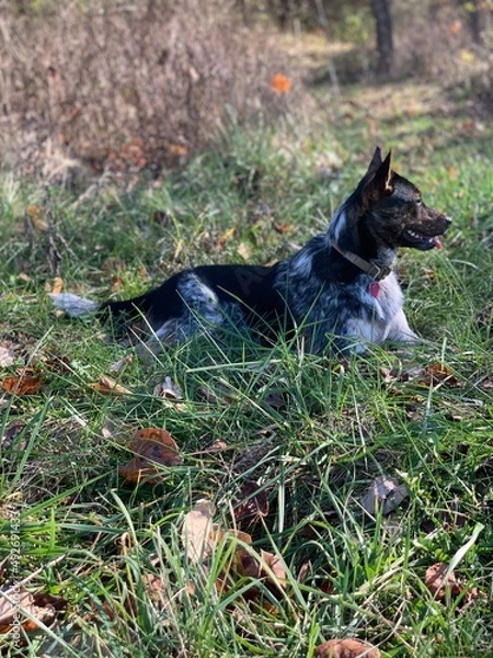 Obraz Australian cattle dog 