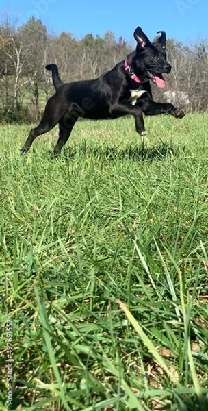 Fototapeta Leaping dog