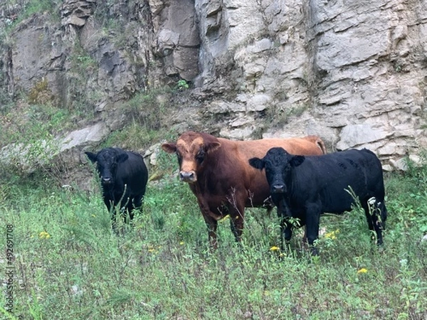 Obraz cows in the meadow