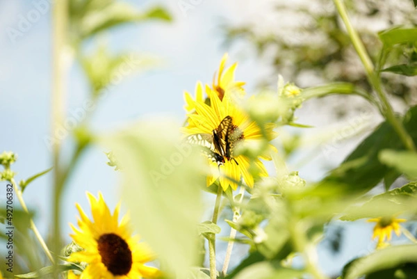 Fototapeta ひまわり