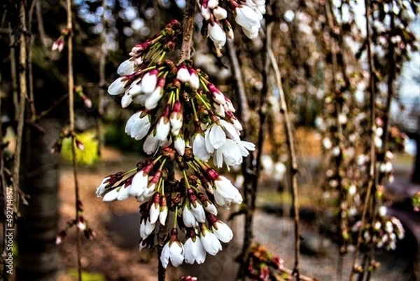 Obraz tree in autumn