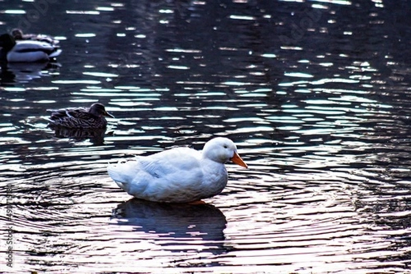 Fototapeta duck on the water