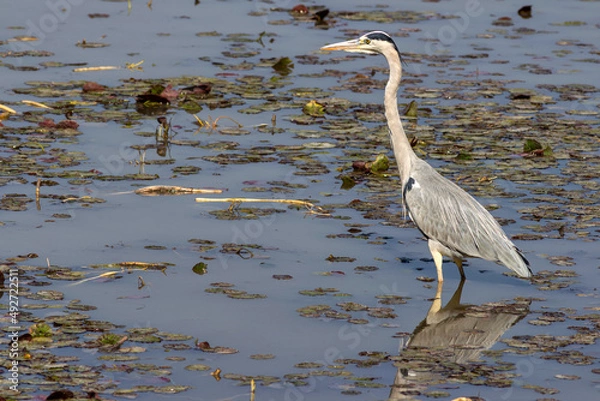 Obraz Grey Heron