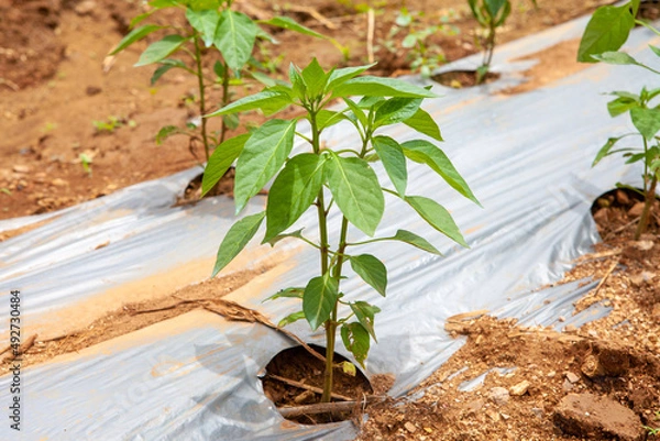 Obraz Chili plants in the field