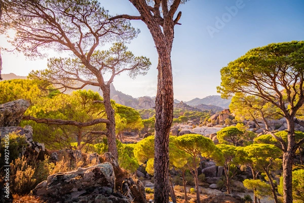 Fototapeta tree in the mountains
