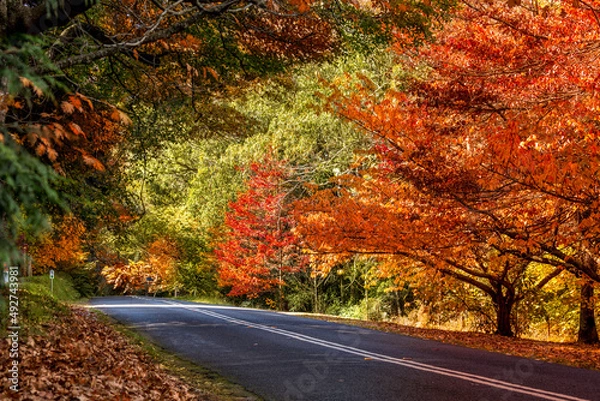Obraz Beautiful deciduous trees colour the roadside in Autumn