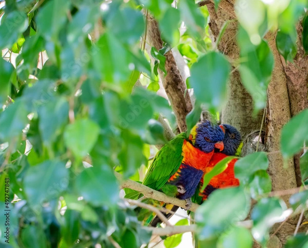 Obraz rainbow lorikeet