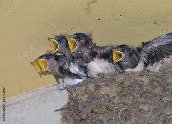 Fototapeta ツバメの雛