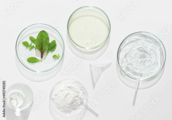 Fototapeta  natural cosmetic research in a laboratory, petri dishes and lab glassware with medium, clay powder and green leaves. test for efficiency in vitro.