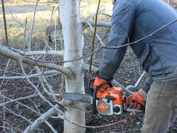 Fototapeta gardener cuts down the lower branches of a tree with a chainsaw in a spring garden or park, seasonal pruning of trees with a chainsaw, a man cuts down tree branches in the spring season