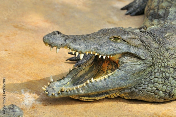 Fototapeta Crocodile