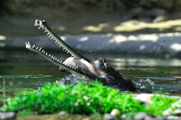 Fototapeta Gavial du Gange
