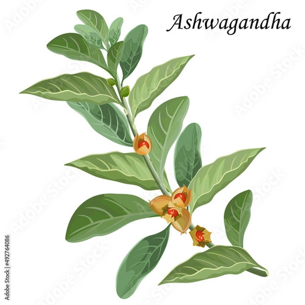 Obraz Ashwagandha (withania somnifera), medicinal plant with red berries and green leaves, vector illustration.
