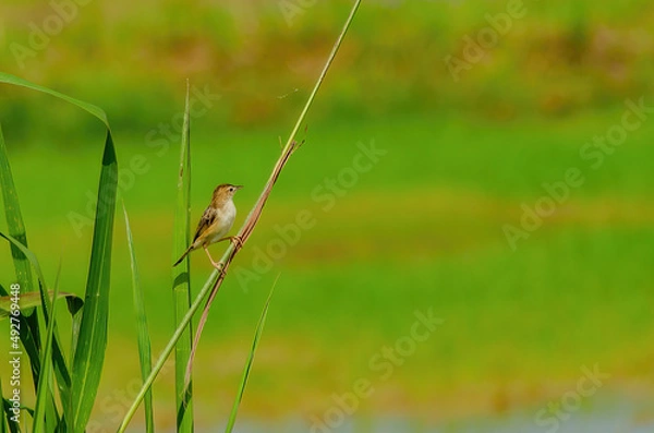 Obraz bird on a tree