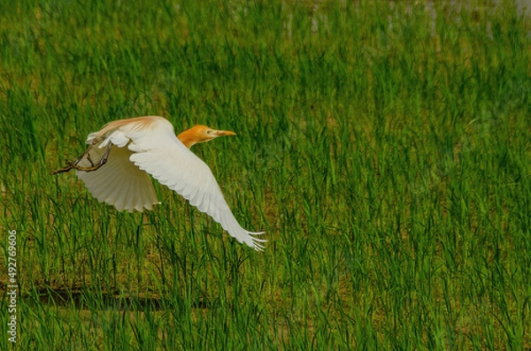 Obraz heron in flight