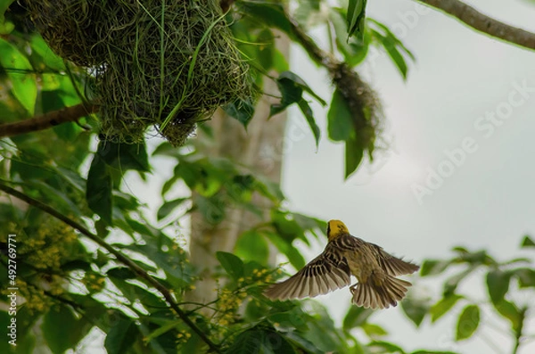 Obraz bird on a tree