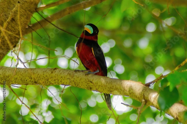 Obraz bird on a tree