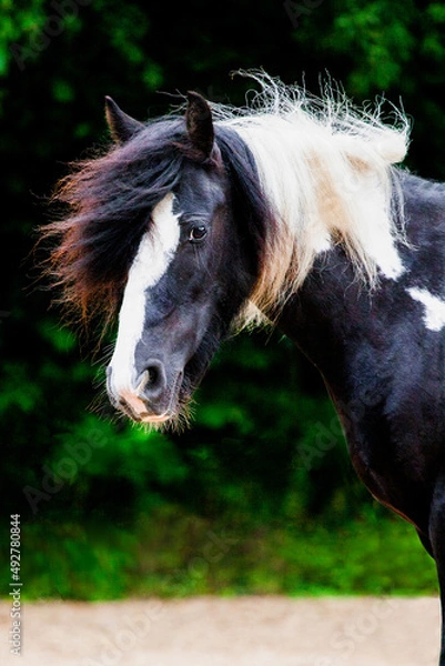 Fototapeta Tinker Pferd