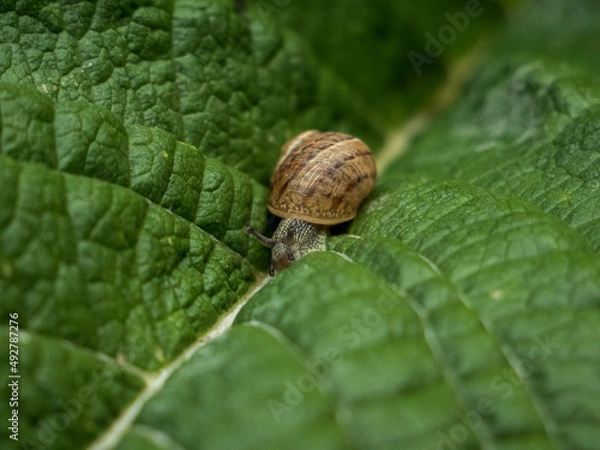 Fototapeta escargot