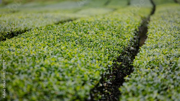 Fototapeta A view of a fresh green tea field