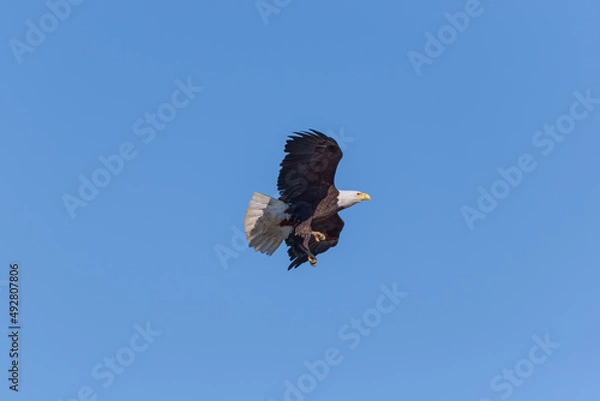 Obraz American Bald Eagle in flight, wings spread, getting ready to land