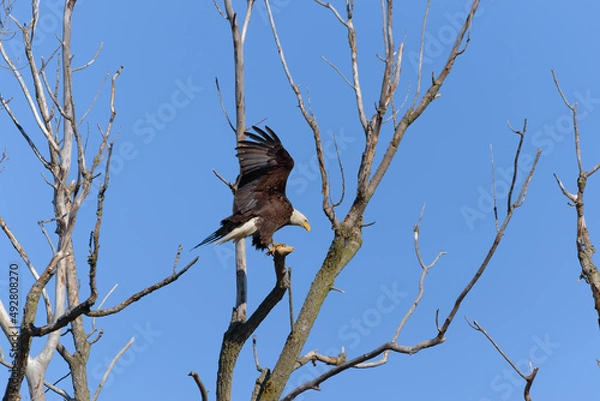Obraz American Bald Eagle that just landed, wings spread